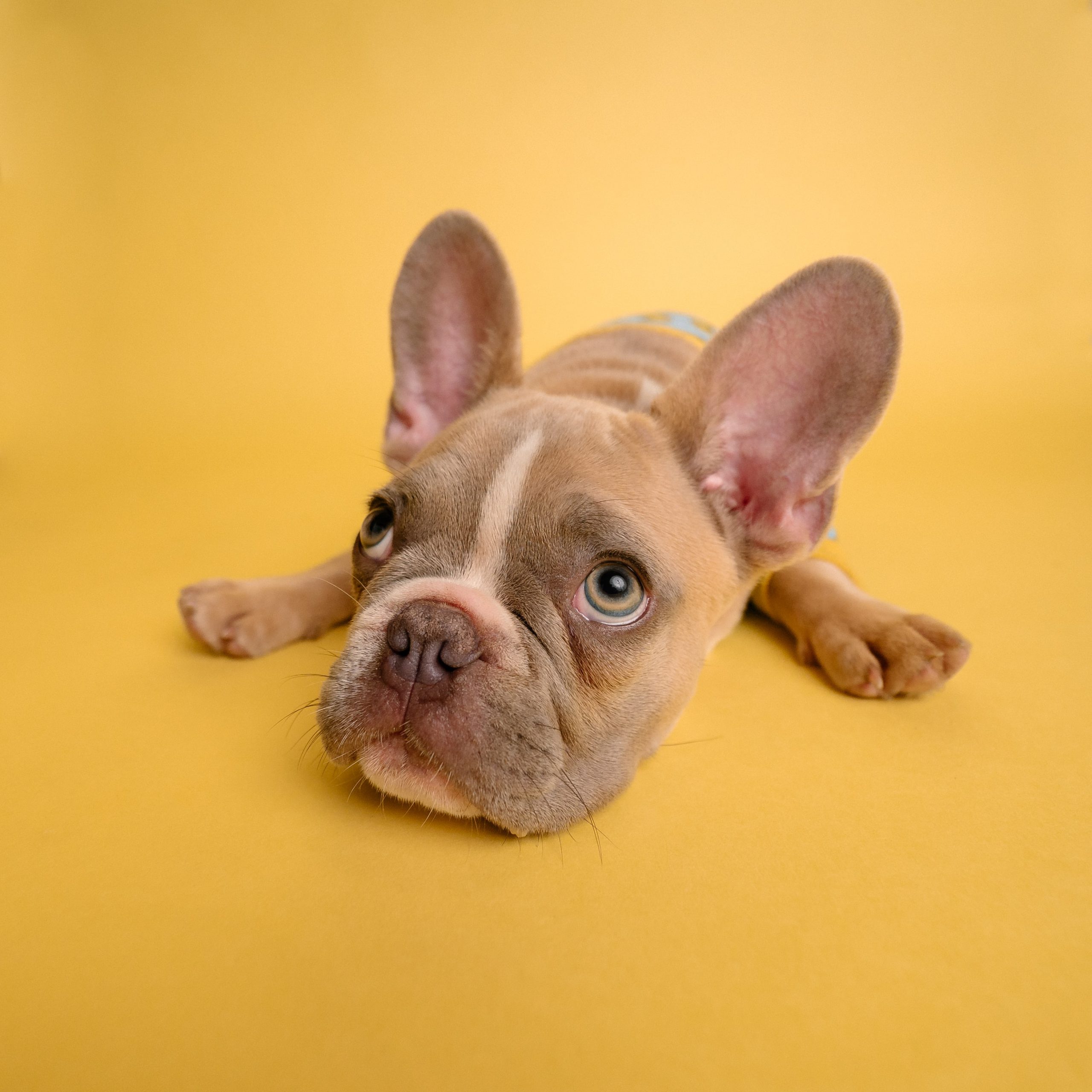 Dog Apartment Active